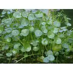 草本植物莎草供应水生植物莎草沭阳新槐苗圃查看