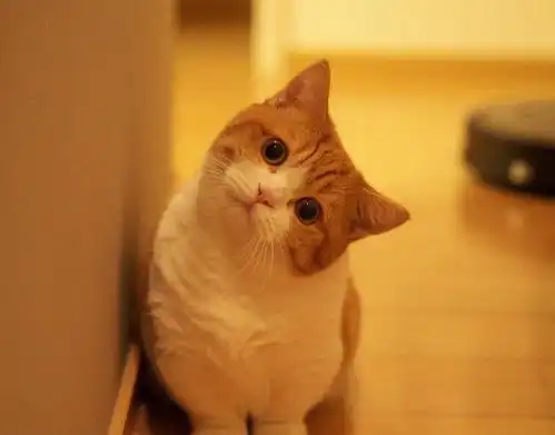 猫咪表达爱意的7个表现,你看懂了几个