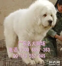 宠物狗,广州藏獒犬,藏獒犬图片,藏獒犬价格多少