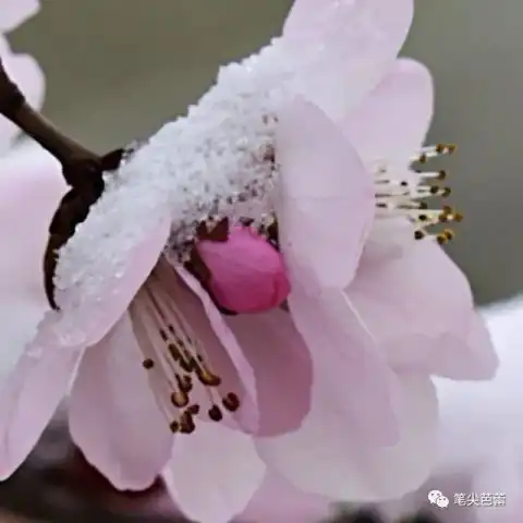 桃花在远方花草幽记