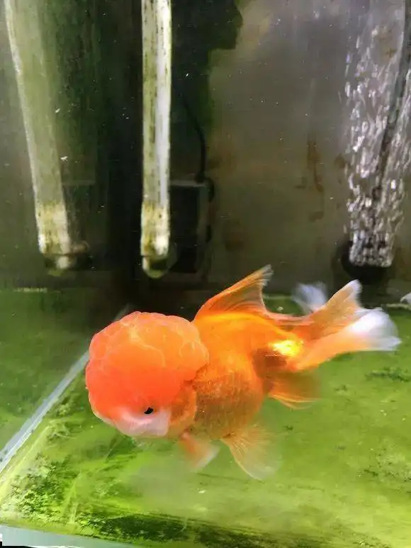 可可爱爱一条貌似很不开心的金鱼