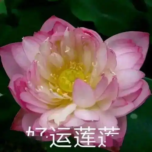 嘉庚人不一样的秋假,不一样的周末plus...