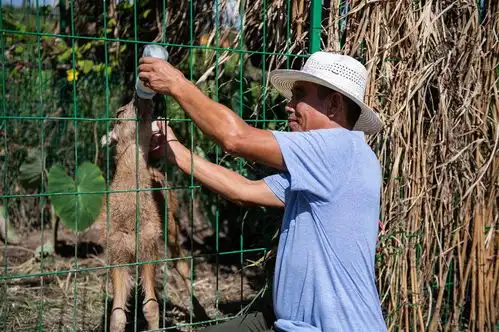 探访东洞庭湖麋鹿和鸟类救治避难中心