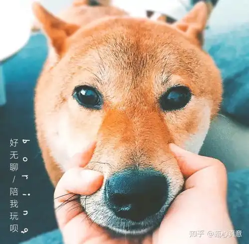 有哪些高冷又不失可爱的头像