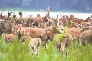 石首鄂南明珠狠抓环境保护守卫蓝天碧水净土