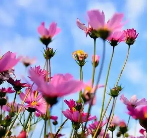 3月1日开始,桃花滚滚来,4属相贵人相助,爱情甜蜜,喜事连连