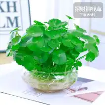 铜钱草有个小机关,开启后,冬天不浇水新叶也能缀满盆