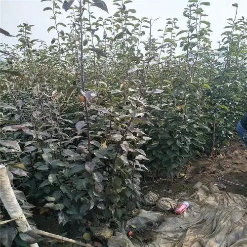 烟富8苹果苗接穗多少钱烟富8苹果苗接芽枝条价格