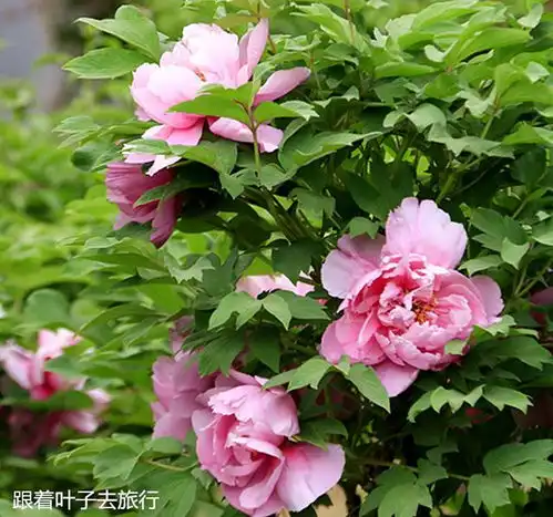 泉城公园牡丹花开时切莫与美丽失之交臂