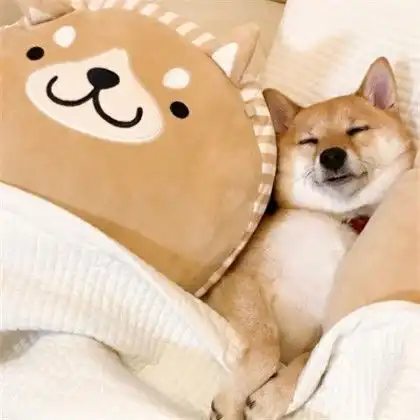 可爱狗狗头像,送给2020鼠年喜欢狗狗的朋友们