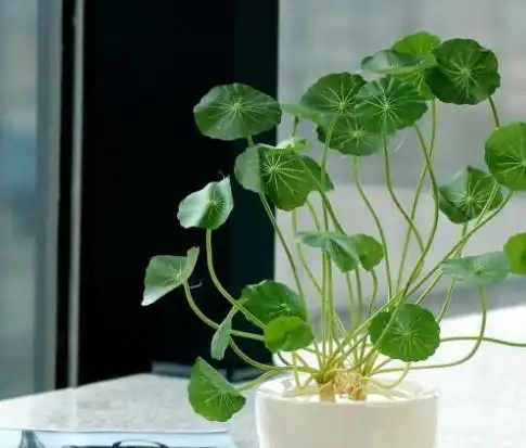 养花用这种小药片,比生根水好用,是生根小助手,花草少生病