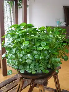 养铜钱草的花友注意铜钱草太可怕,千万别丢水里