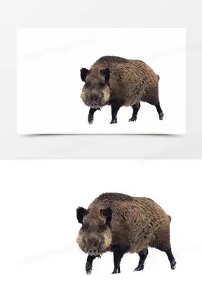 野生豪猪图片大全大图