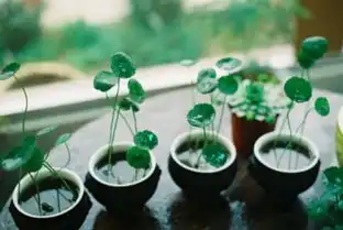 铜钱草图片