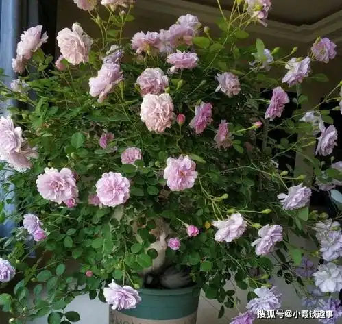 25号开始,桃花初现,姻缘未尽,旧爱迫切求和,重新迎来爱情巅峰