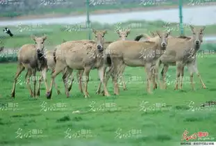 濒危麋鹿江西鄱阳繁衍添丁