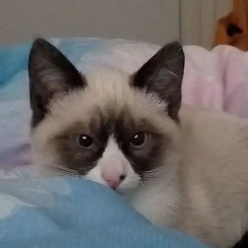 我家猫是布偶和暹罗配的请问他是布偶还是暹罗