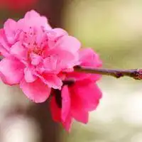 桃花头像图片大全微信头像桃花唯美图片