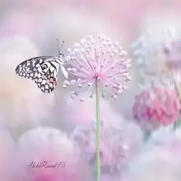一季夏阳暖,一段深情念