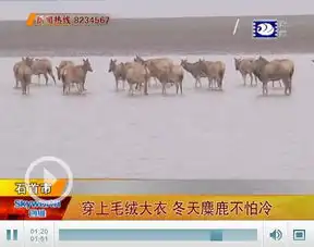 石首麋鹿国家级自然保护区备足食物助麋鹿过冬