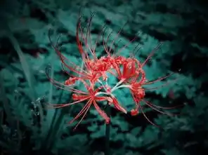 彼岸花开,静默下一个轮回