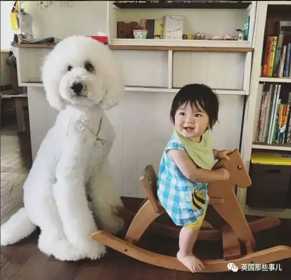 巨型汪星人人类小幼崽的暖心日常这卖萌组合简直无敌了
