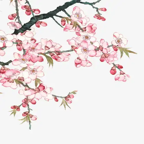 花枝png素材平面
