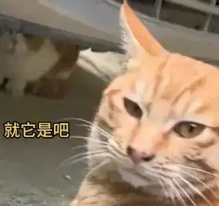 小姐姐遭遇猫骂叫来黄毛教训,场面一度失控笑喷了