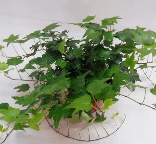 家里面植物滋生病虫害,学会这几个方法,轻松去除