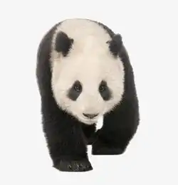 行走的熊猫素材图片免费下载高清产品实物png千库网图片编号7899739