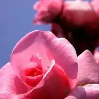 小蔷薇花图片大全大图漂亮的红色小蔷薇花图片