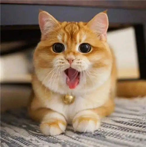 为何古人吃狗,却从不吃猫看看本草纲目的记载,你就明白了