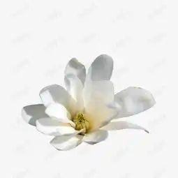 栀子花开素材图片免费下载高清png千库网图片编号9190019