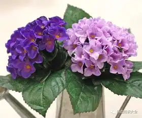 花卉植物还能根据自身血型来选择,你有选对吗