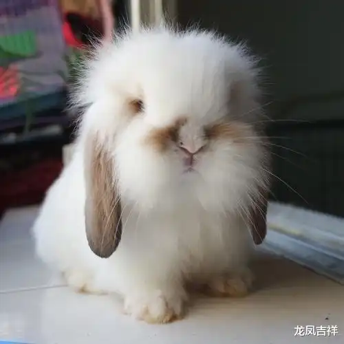 生肖虎和生肖兔的朋友,本周运势的表现