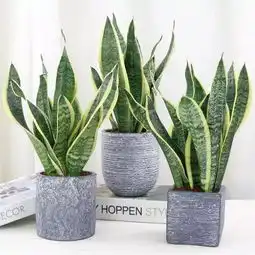 植物记虎尾兰
