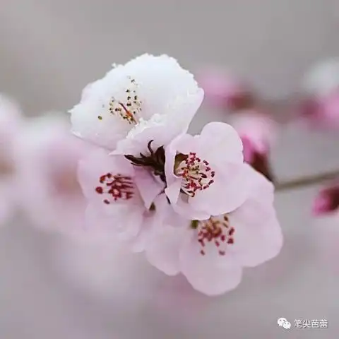 桃花在远方花草幽记