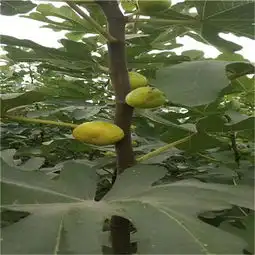 玛斯义陶芬无花果树苗价格与报价玛斯义陶芬无花果树苗