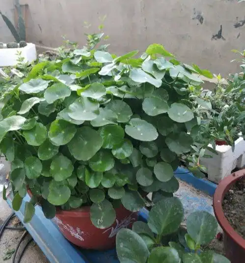铜钱草是水养好,还是土养好很多人弄反了,难怪老黄叶
