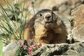 世卫组织中国青海肺鼠疫源头是一只旱獭