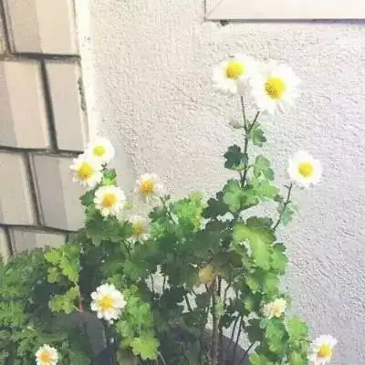 测试一个超长简介的文章