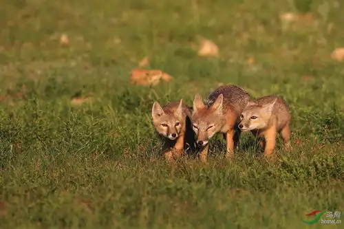 沙狐和旱獭沙狐和旱獭