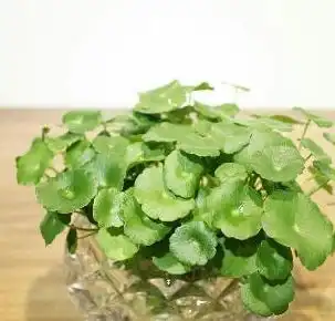 春天室内养花,可以选这种,个个好养还喜欢阴天,号称开花机器