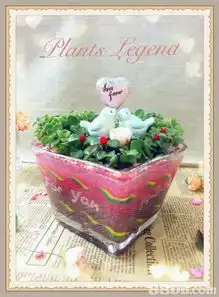 plantslegend心思礼物订做既富生命力又具创意之精品彩砂植物盆栽