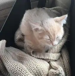 夏日炎炎,爱美的橘猫喜欢穿毛衣宠物时间app