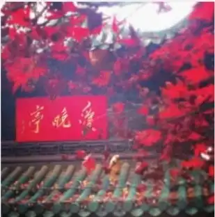 麓山枫叶为何今年别样红园林专家独家揭秘