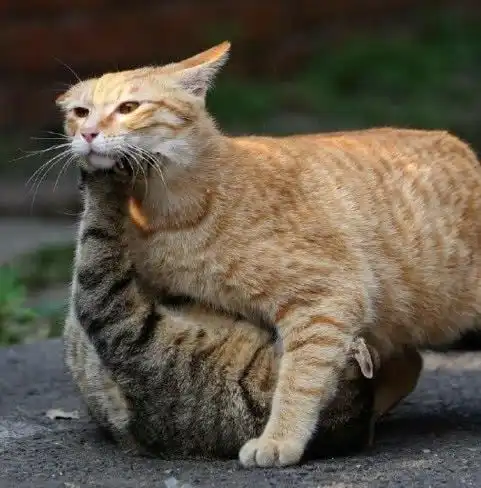 橘猫和狸花猫在干架,战况激烈,绕后一看我不厚道的笑了