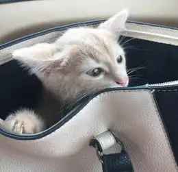 夏日炎炎,爱美的橘猫喜欢穿毛衣宠物时间app