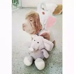 作为一只狗,你怎么长成这副熊样儿