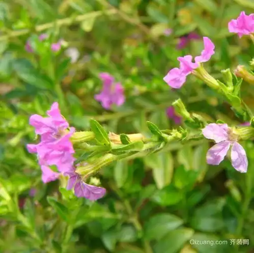 萼距花的作用萼距花的养殖方法萼距花的价格和简介